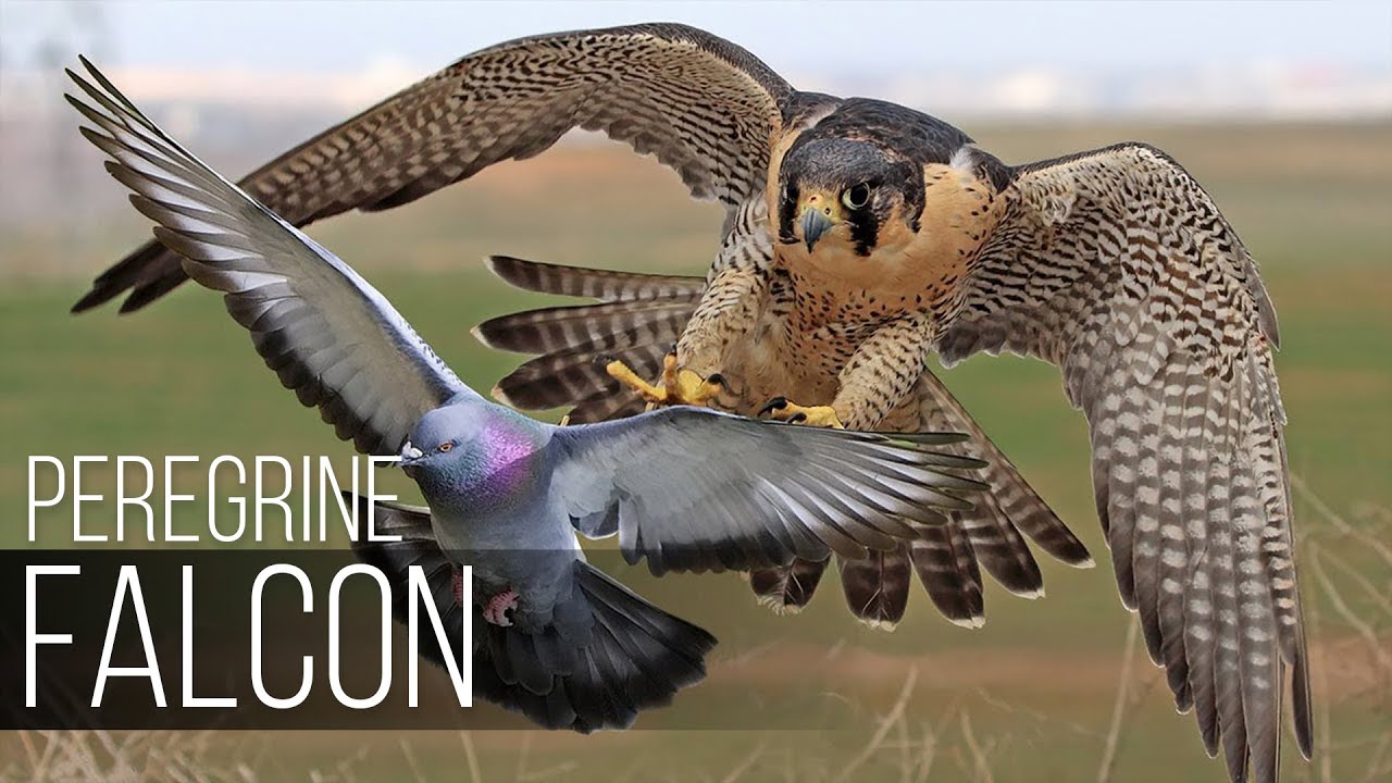 PEREGRINE FALCON    Bird Slayer and Dive master The Fastest Animal on the Planet