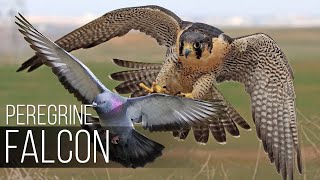 PEREGRINE FALCON -  Bird Slayer and Dive master! The Fastest Animal on the Planet screenshot 4
