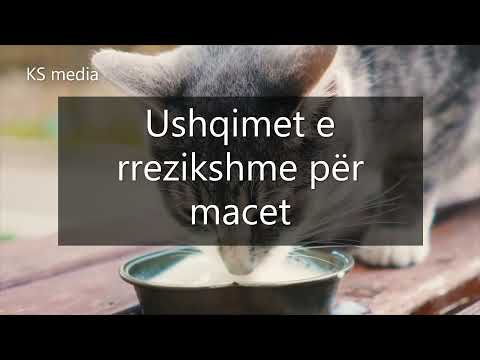 Video: A hanë macet përveç ushqimit të maceve?