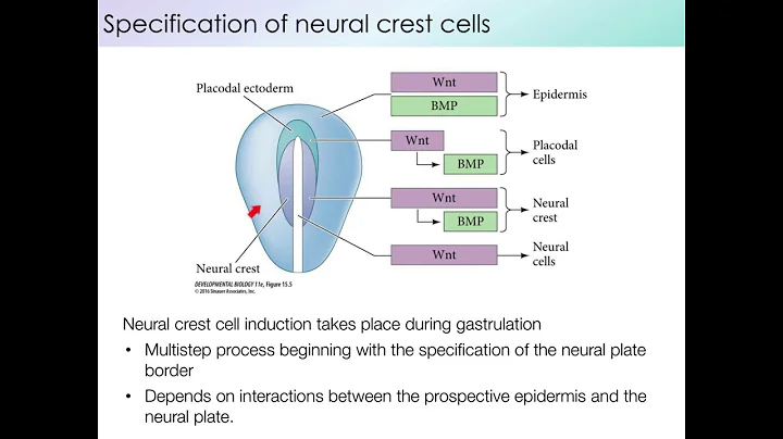 PCB 4253 Neural Crest Part 2