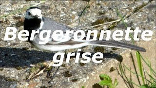 VIE SAUVAGE:&quot;La bergeronnette grise&quot;