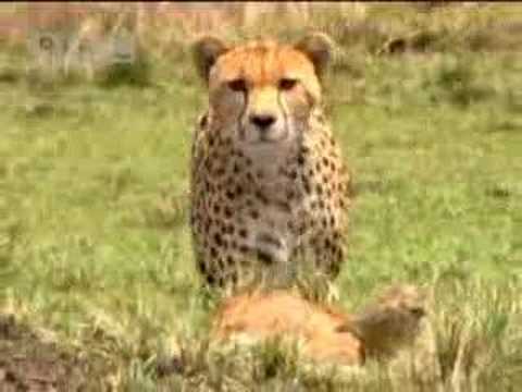 Cheetah vs baby gazelle - BBC wildlife