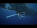 Colossal squid giant squid  vs sperm whale  epic battle
