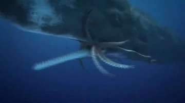 Do giant squids attack whales?