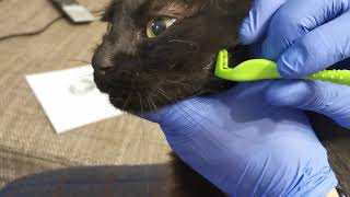 Îndepărtare căpușă extracție de pe animal pisică tick removal from cat