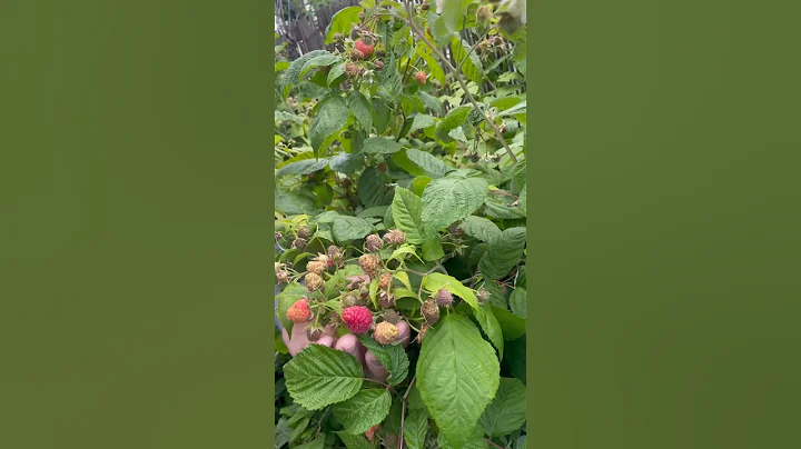 A brief guide to growing raspberries ( @gardeningthroughtheseasons )￼