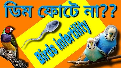 পাখির ডিম জমে না অথবা জাভা পাখির ডিম হতে বাচ্চা হচ্ছে না | Infertility in birds (V-24)