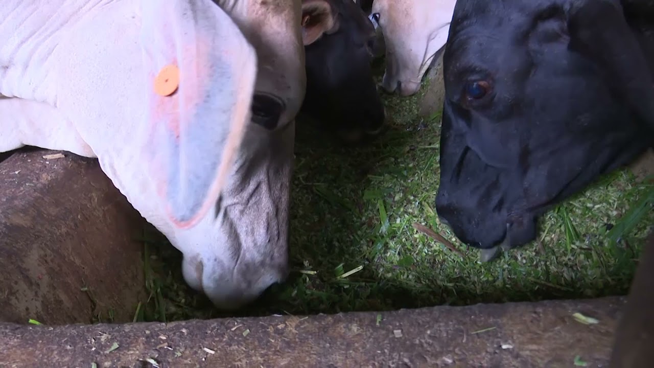 Ganadería en Chontales continúa desarrollándose con el acompañamiento del Buen Gobierno