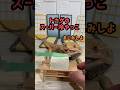 トカゲに邪魔されクッキング 〜スーパー冷や奴編〜