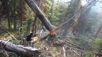 1/2lb Gryphon Energetics target on broken tree