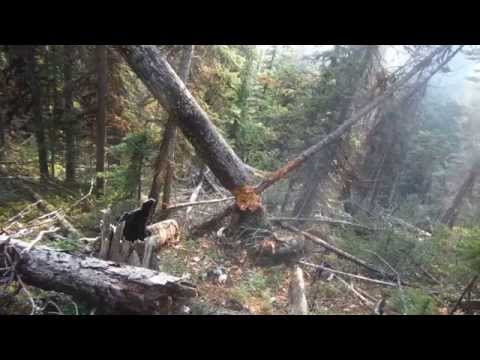 1/2lb Gryphon Energetics target on broken tree