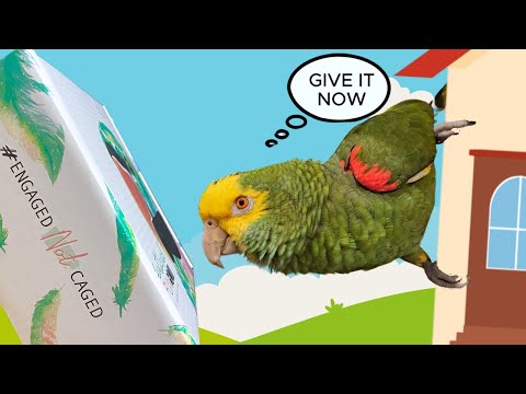 My Amazon Parrot Picks a New House! *Talking Parrot Subtitles*