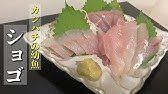 カンパチの捌き方 刺身用 Youtube