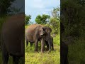 Свободные и счастливые слоны ШРИ-ЛАНКИ в дикой природе!