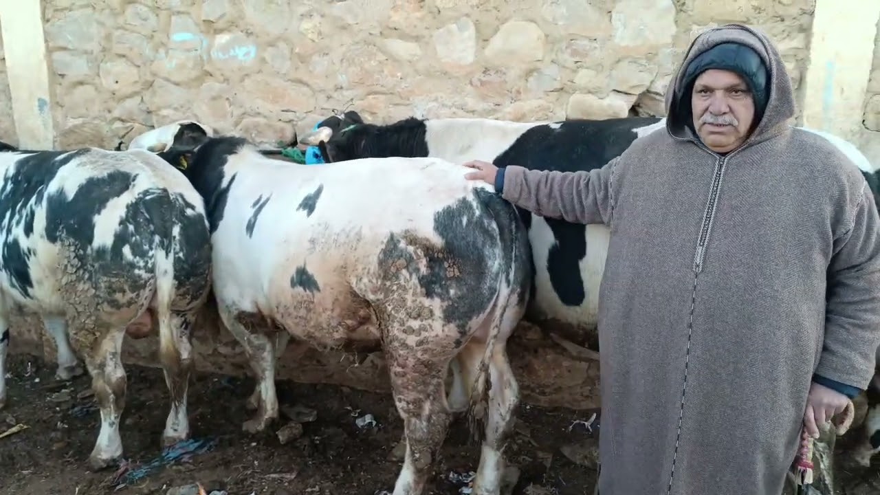 سوق أربعاء مكناس 27/12/2023 أثمنة العجل الكسابي والݣزاري فرجة ممتعة وشكرا