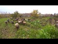 Соседские овцы, стройка и вкусная еда
