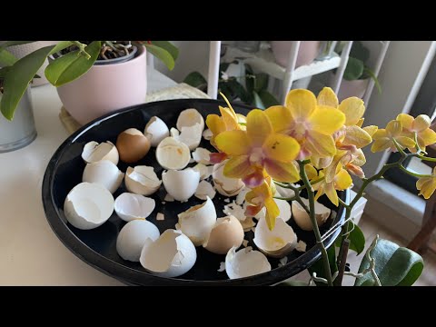 Video: Orchid Bud Blast Bilgisi - Orchid Bud Blast'ın Nedenleri Nelerdir?