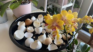 Orkide Çiçeksiz Kaldı Ne Yapabilirim? Ebrunun Denizi Canlı Yayında