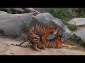 Tiger make love sex in Forest,🐅🐅🐅🐅🐅🐅🐯