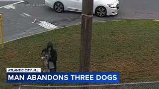 Atlantic County Humane Society searching for person who abandoned 3 dogs in rain