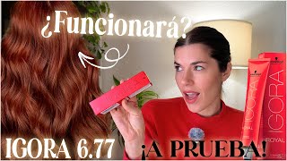 Testing the most famous red hair dye without bleaching 🔥 IGORA 6-77 DOES IT REALLY WORK 😱