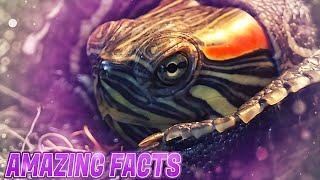 Red Eared Slider Turtle - AMAZING FACTS - You Probably didn