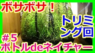 【ボトルアクアリウム】立ち上げ初のトリミング！ボッサボサや・・・【ボトルdeネイチャーアクアリウム＃5】