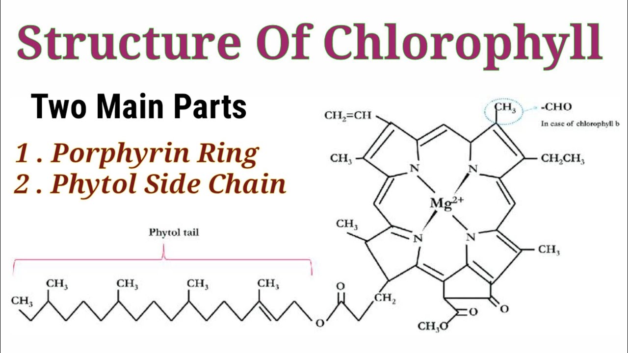 In chlorophyll molecule, the porphyrin ring has metal atom ……….. In the  center. | CLASS 12 | MUL... - YouTube