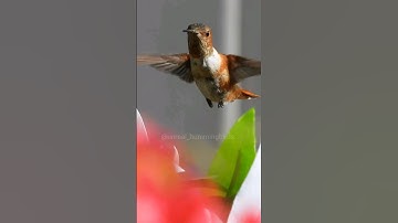 Subscribe for new daily hummingbird videos #hummingbird