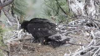 Smith Rock State Park Eaglets at 6 week old.