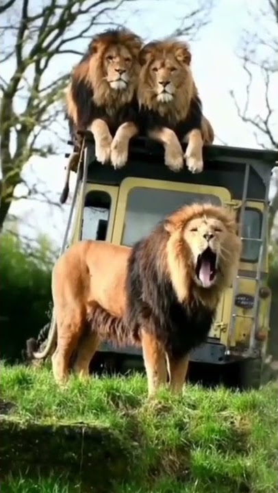 Si Raja Singa Simba #short