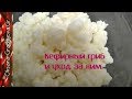 Как сделать кефир из кефирного гриба.