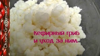 Как сделать кефир из кефирного гриба. Как сделать кефир из кефирного гриба.