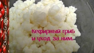 Как сделать кефир из кефирного гриба.