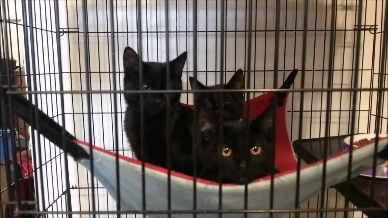 Colony Cats: Kittens Share One Hammock Part 2