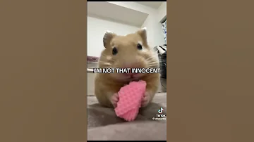 I M Not That Innocent 