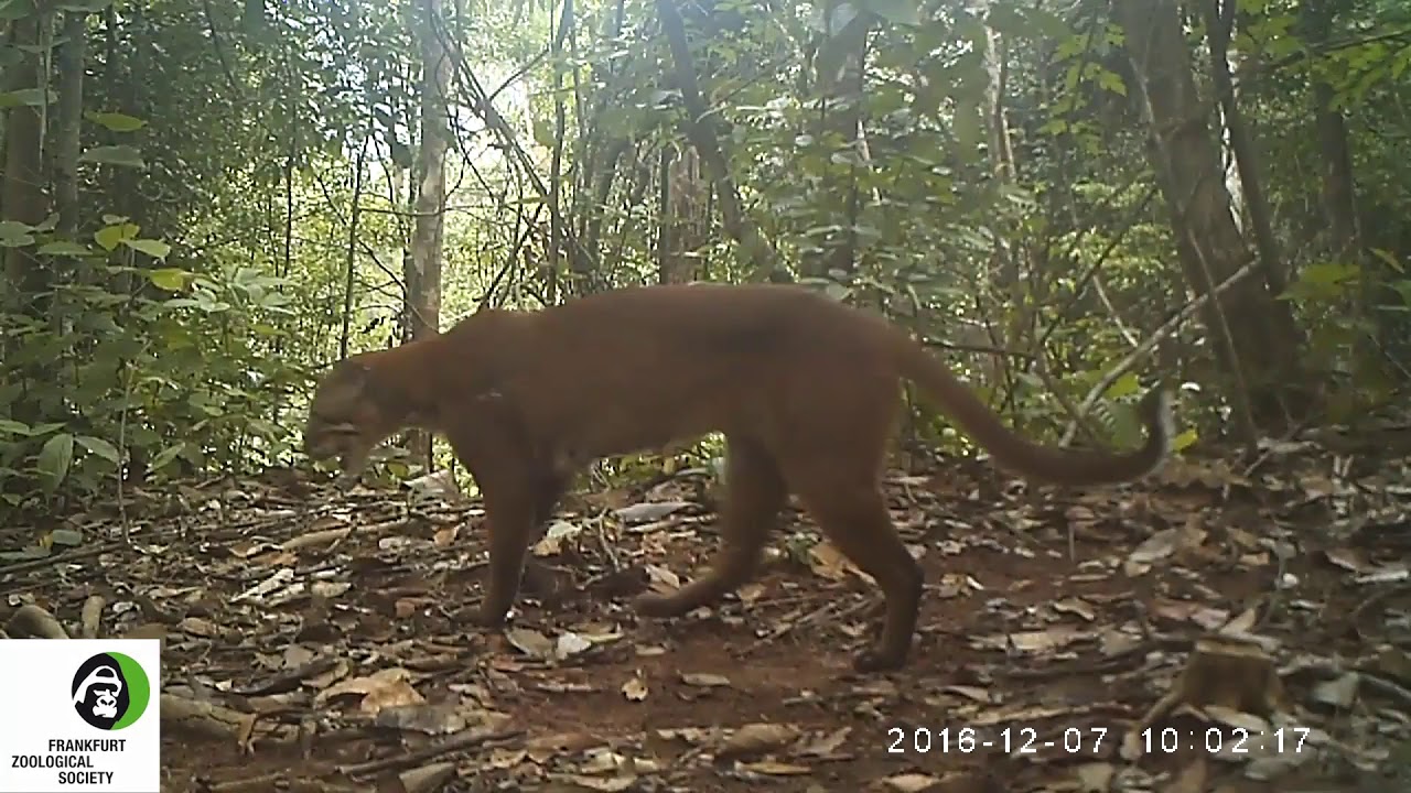 黄金色の猫 プラクルアン ゴールデンキャット 黄金色の猫 プラクルアン ゴールデンキャット