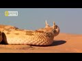 أشرس الكائنات في العالم 1