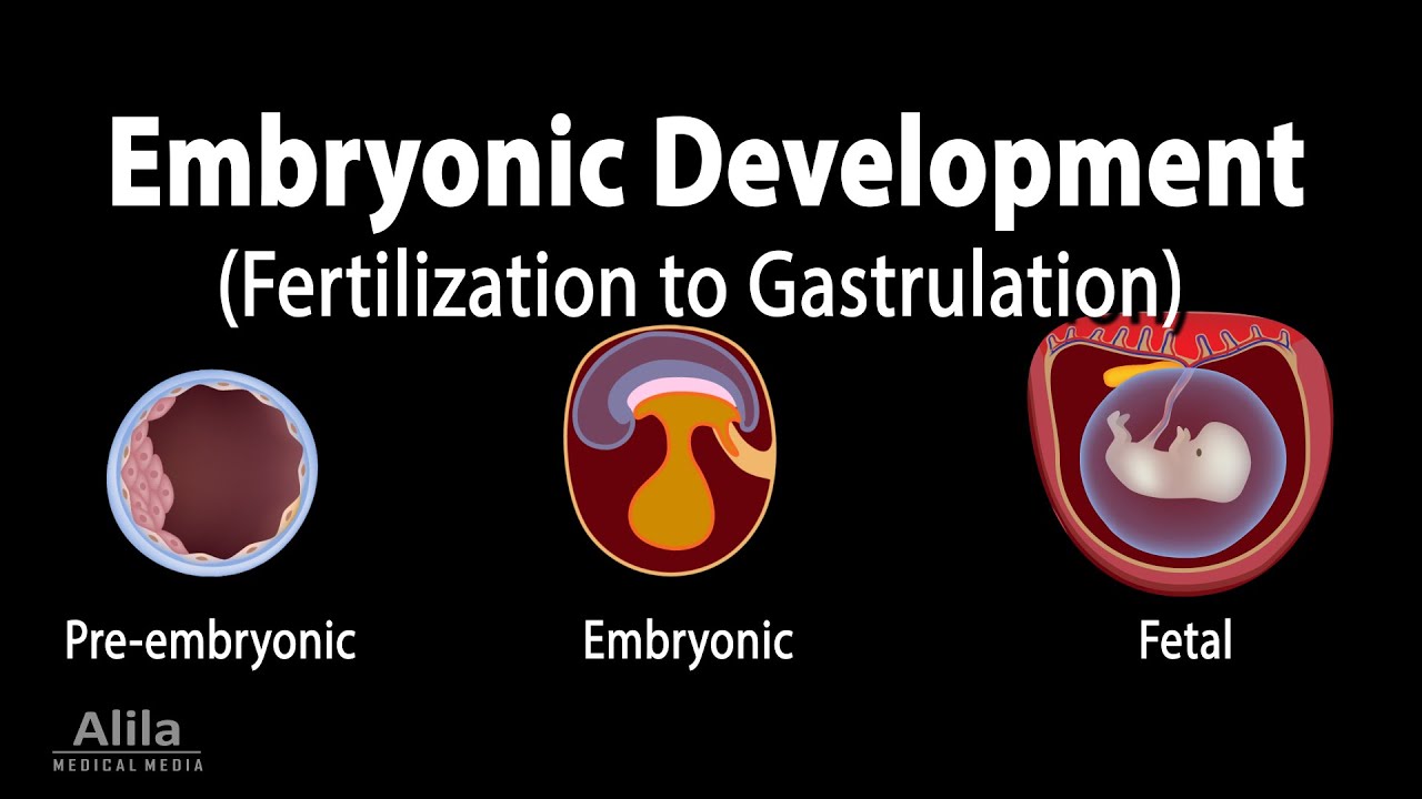 Embryology from Fertilization to Gastrulation Animation