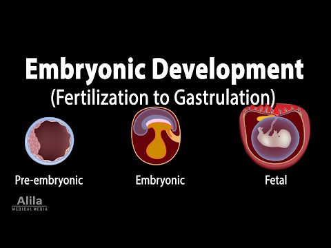 Video: Morula and human prenatal development