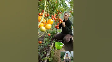 Когда сеять томаты?