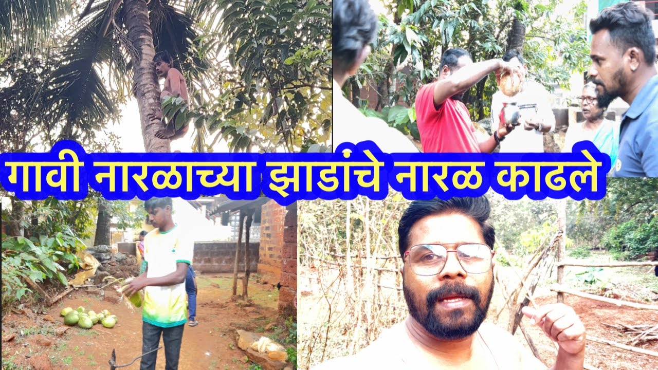 गावी नारळाच्या झाडाचे नारळ काढले मुंबईला घेऊन येण्यासाठी       🌴/Mi kokani Ranjit/
