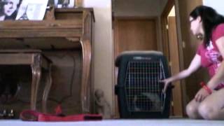 5.20 crate training with Champ by ChampersandsTail 21 views 9 years ago 8 minutes, 53 seconds