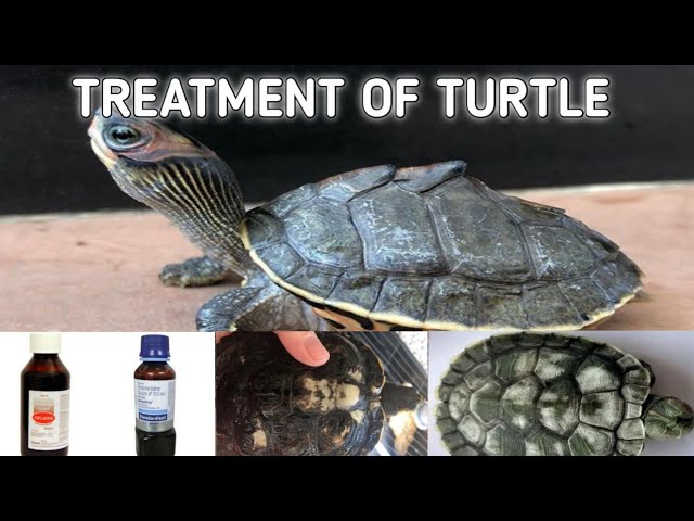 Tetra ReptoMin Energy, Complete Turtle Food for All Water Turtles, 100 ml