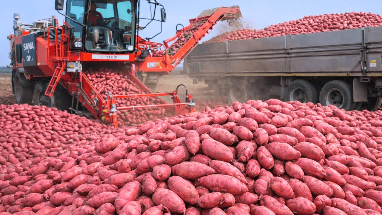 «Как американским фермерам удаётся собрать 3,7 миллиона фунтов сладкого картофеля с помощью техни...