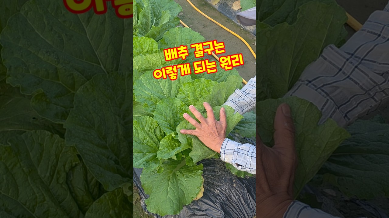 배추 결구는 이렇게 되는 원리 김장배추 #shorts