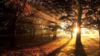 Qushlarning qo'shig'i | Bulbul - Kuku 🌿 Qalb uchun tabiatning sehrli tovushlari!