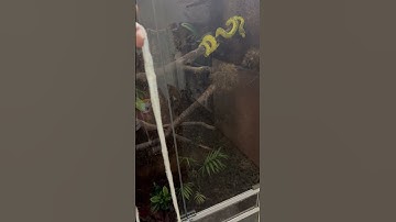 Green Tree Python activities in her new terrarium! #greentreepython #snake #bioactive #wildlife