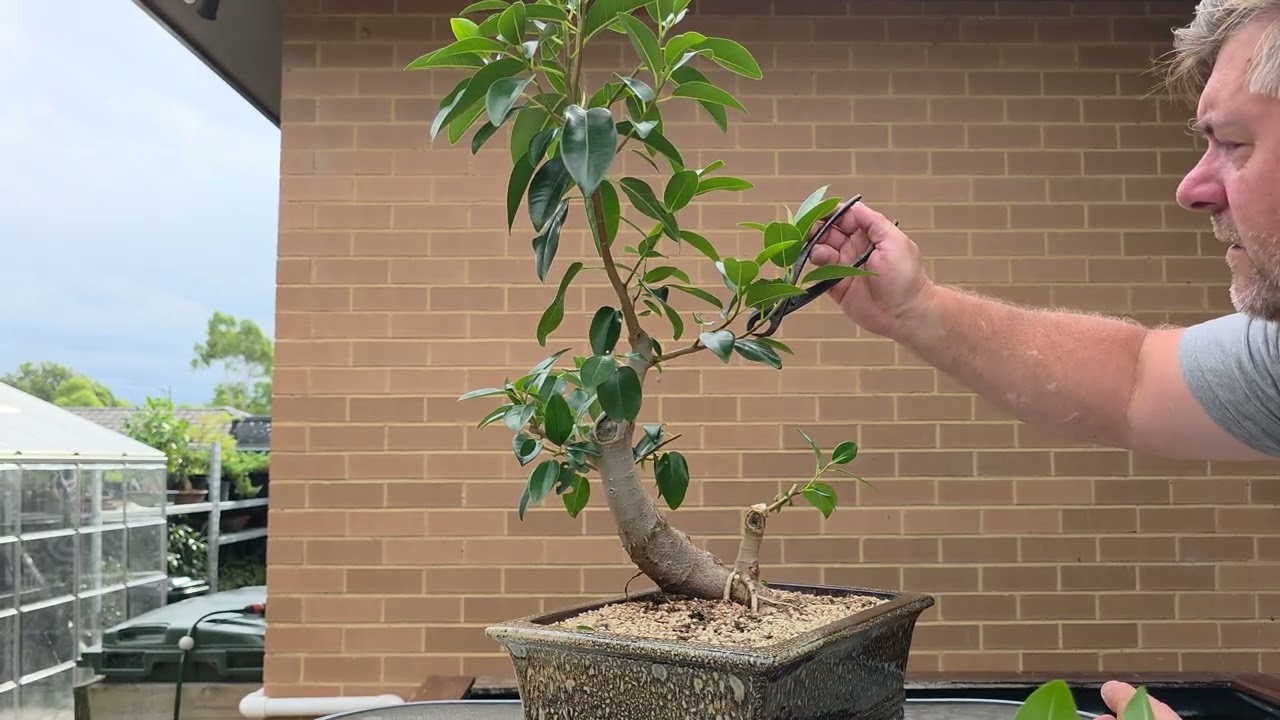 Fig Bonsai cut back