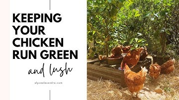 ULTIMATE CHICKEN RUN: How to Keep it Green, Lush and the Plants ALIVE!